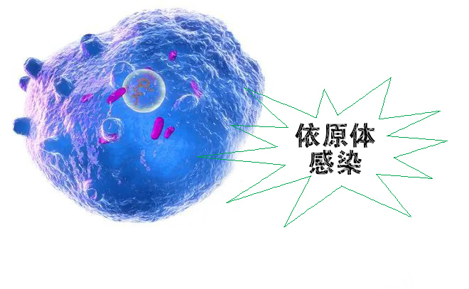 怎么不知不覺(jué)就感染了沙眼依原體呢？